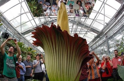 Loài hoa khổng lồ Titan Arum.